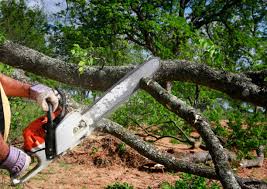 Reliable Williams, CA Tree Removal Services Solutions