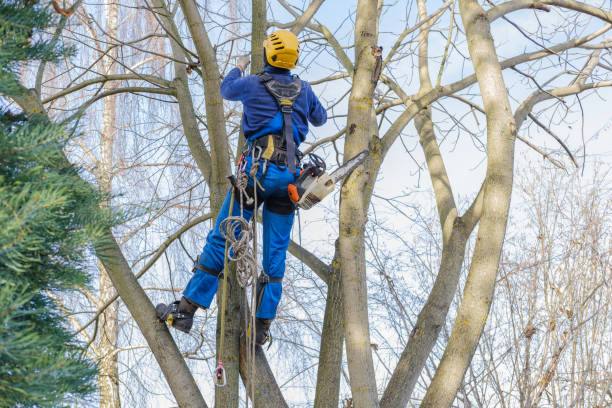 How Our Tree Care Process Works  in  Williams, CA